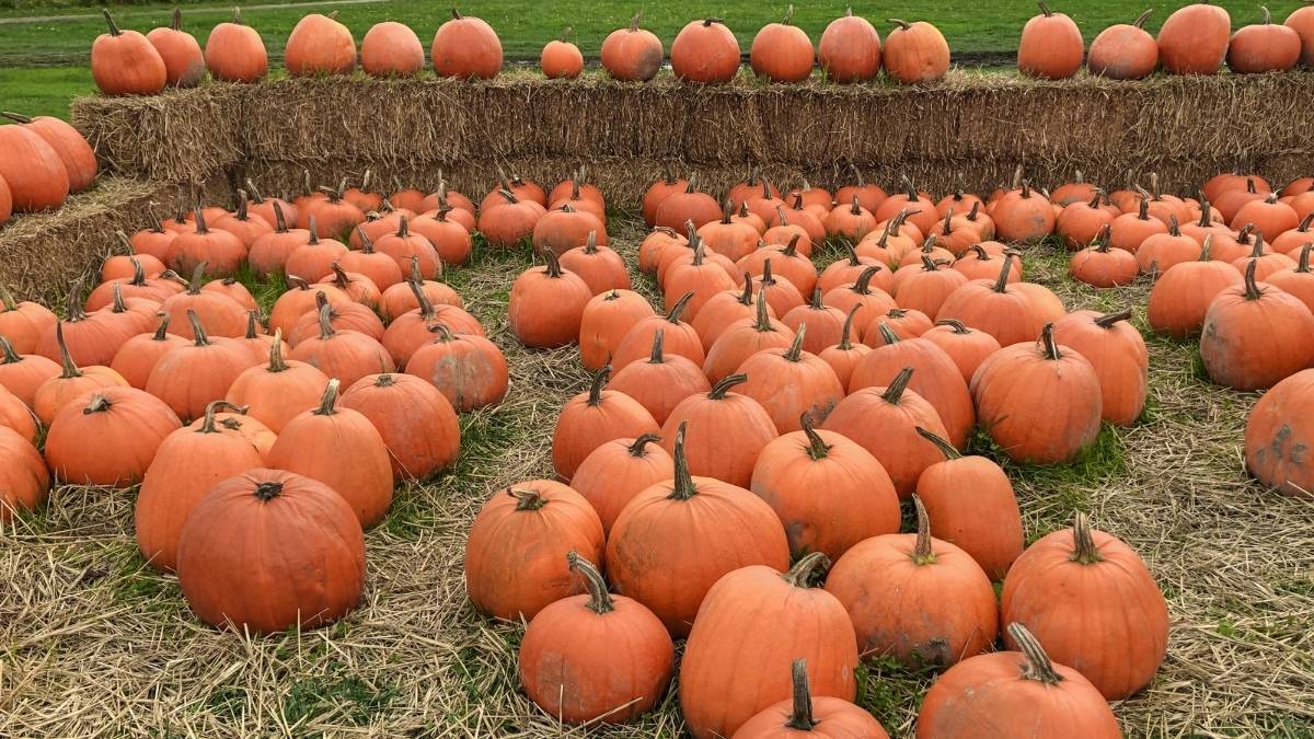 Pumpkin Picking