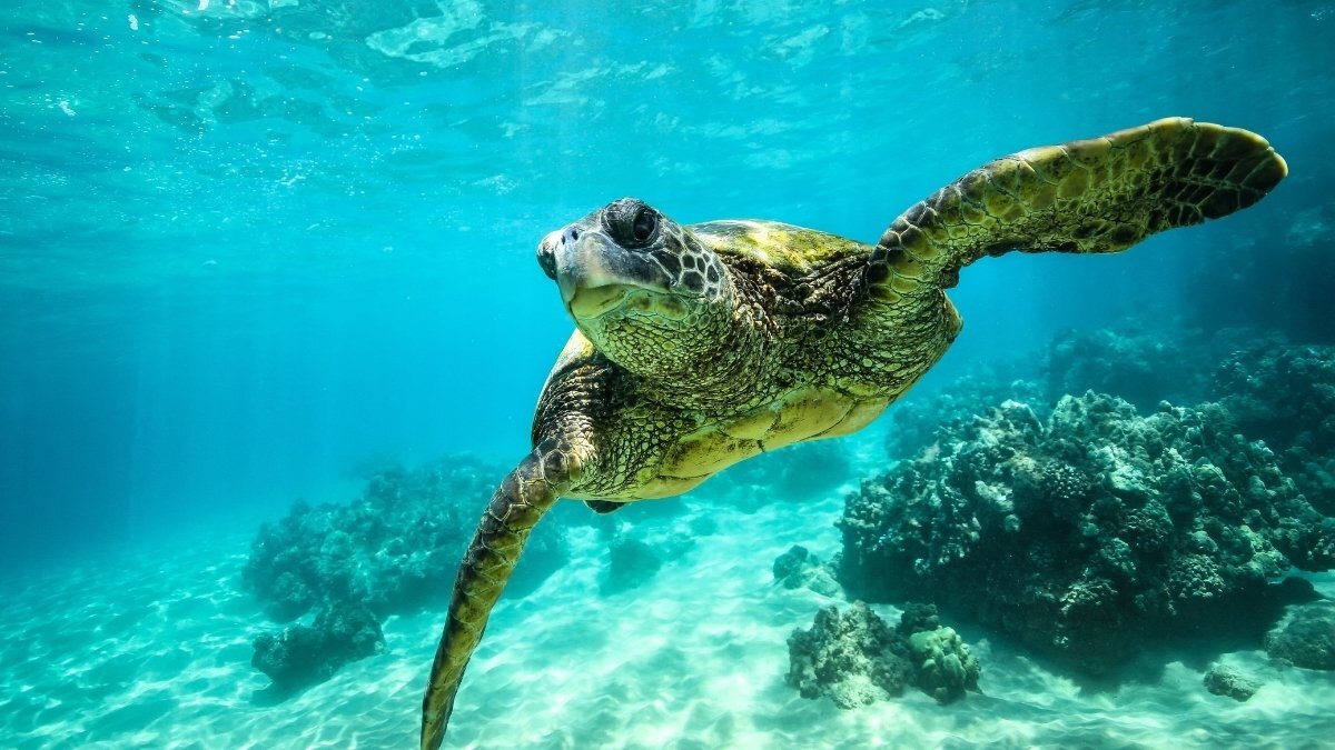 Movie joins turtle awareness expo