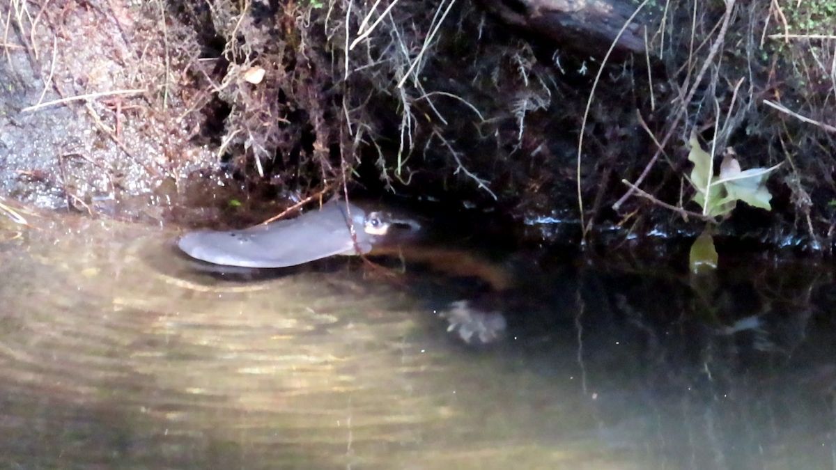 Moreton Bay platypus population thriving at 91 sites