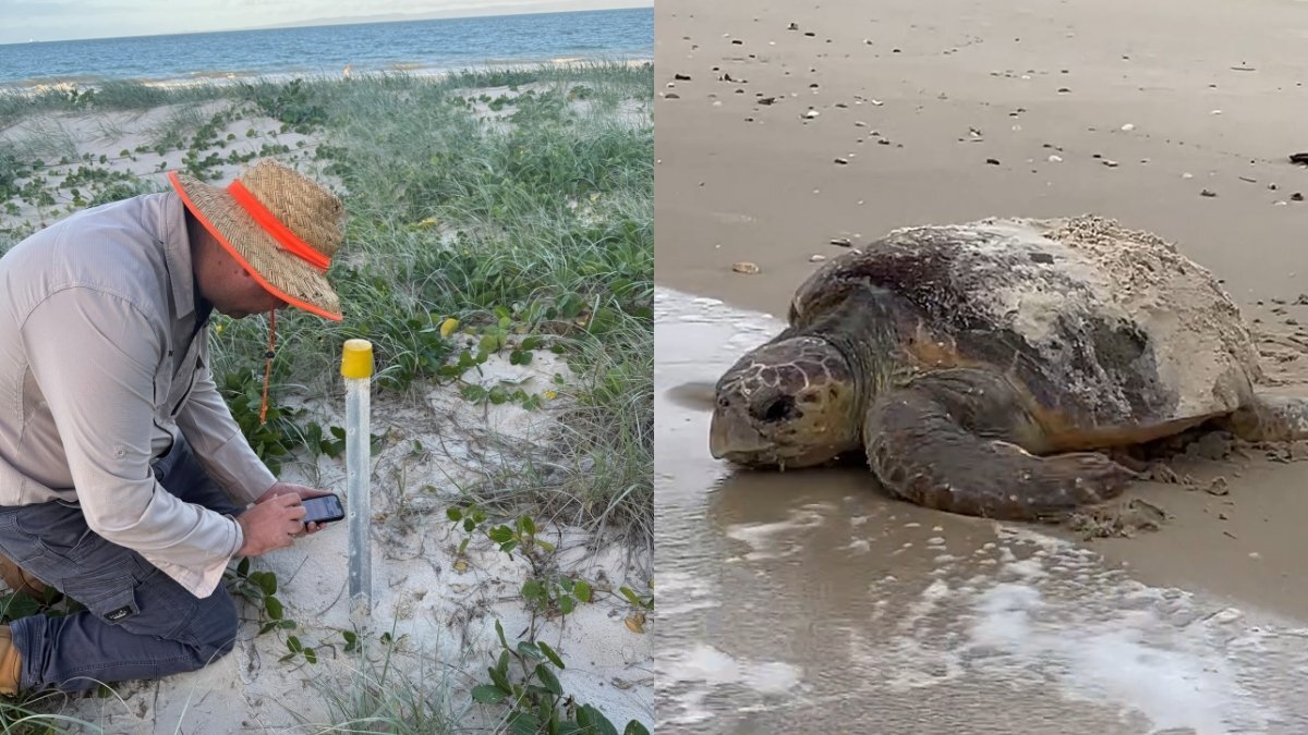 Protecting Bribie’s nesting turtles