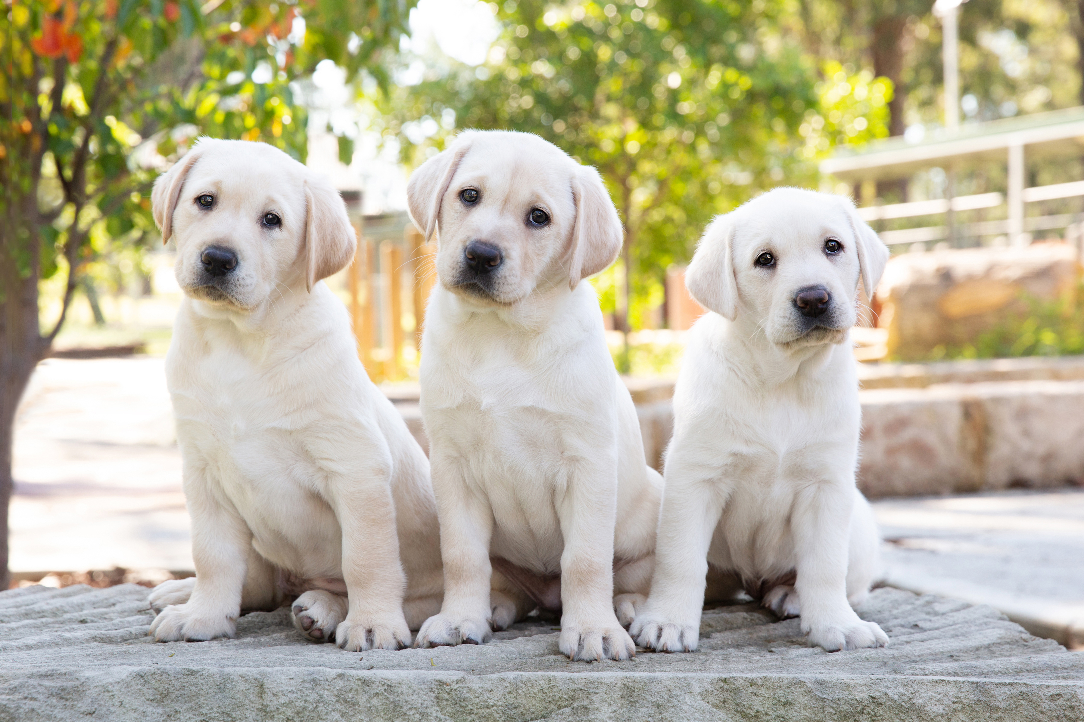 Guide Dogs Queensland