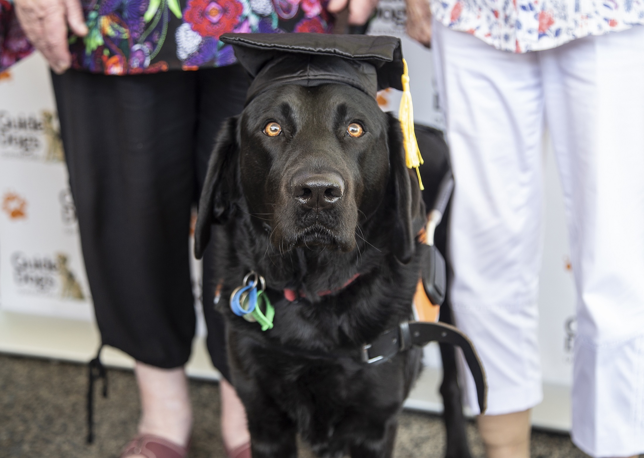 Guide Dog graduates make the grade