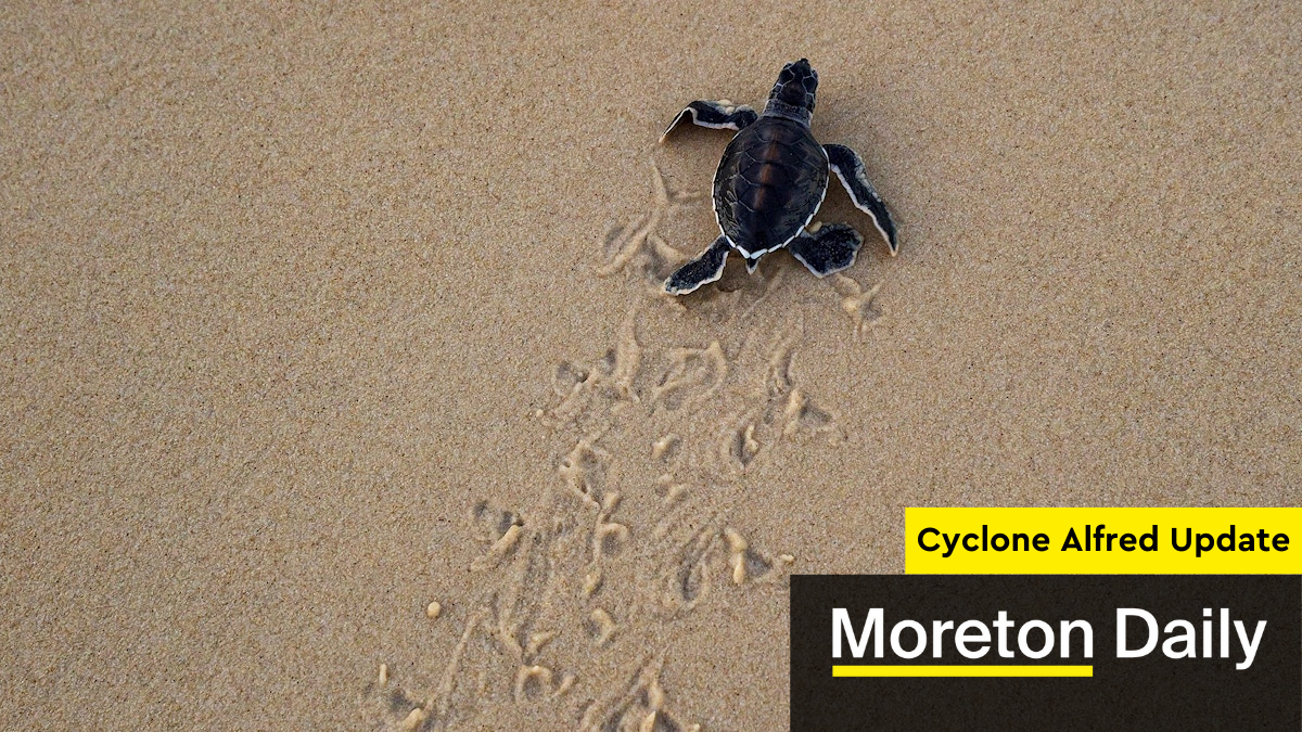 Cyclone Alfred: Turtle team's 10-day mission