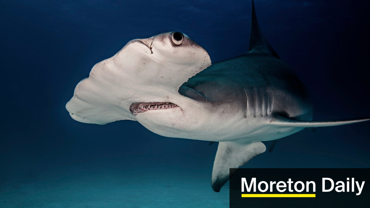 Shark expert at Sunrise meeting