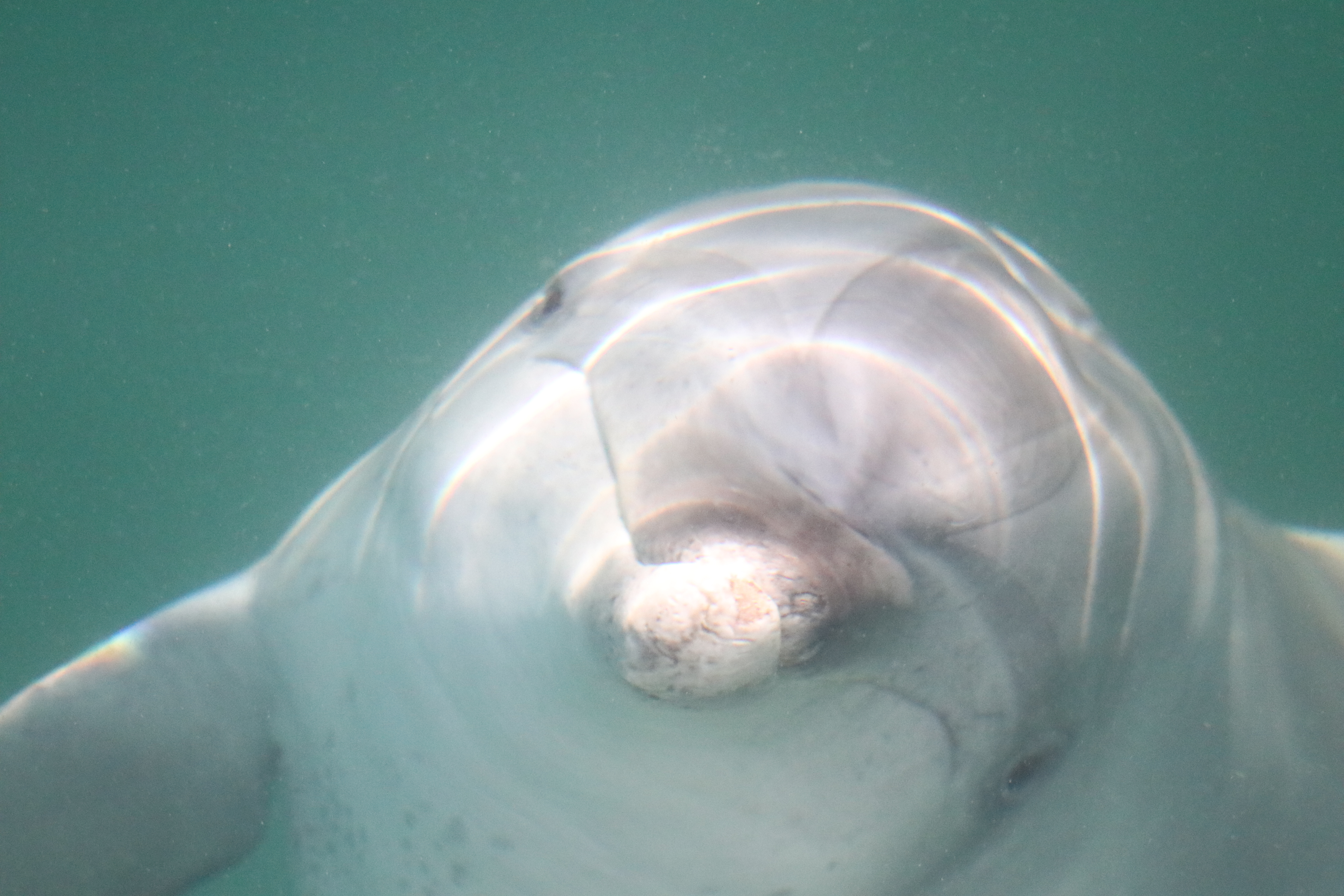 Call for action over 'begging' dolphins