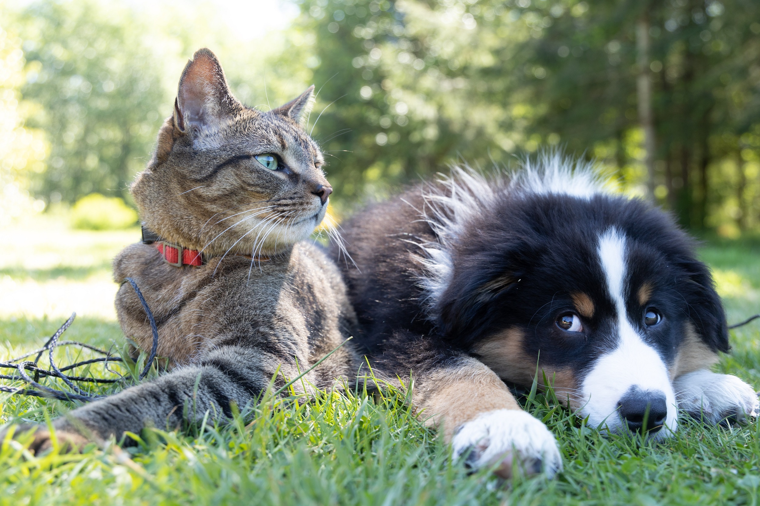 Paying up for our pets