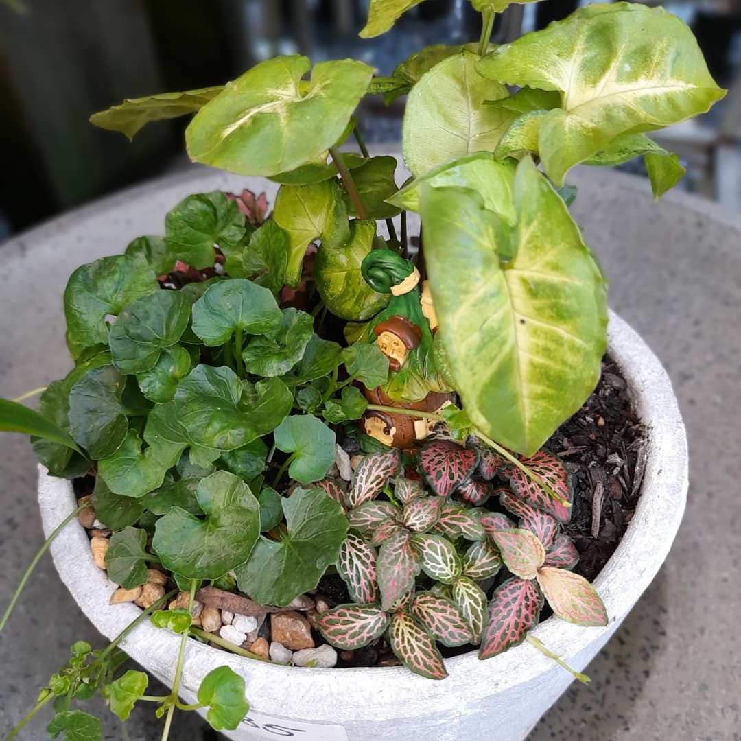 Gardening tips for container gardening, potted plants